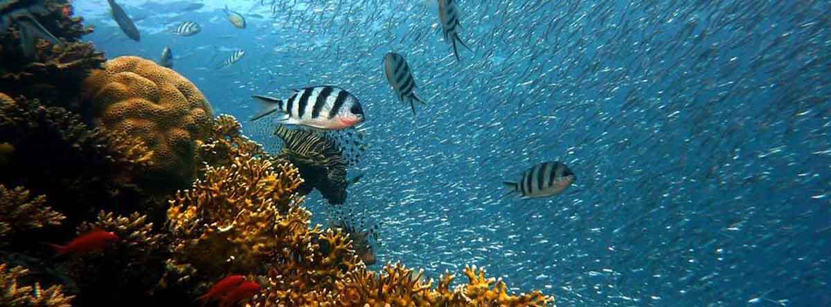 Antes-de-comenzar-el-recorrido-te-enseñan-las-lecciones-básicas-de-buceo