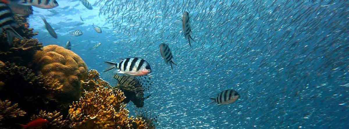 observe-the-marine-fauna-in-its-entirety-and-take-some-photos-to-share