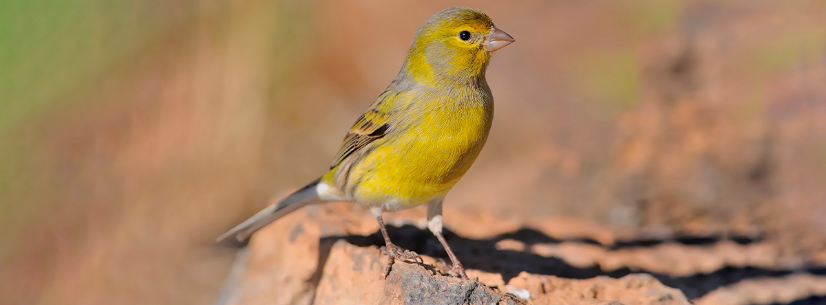 Welche wilde Tiere gibt es auf Gran Canaria?