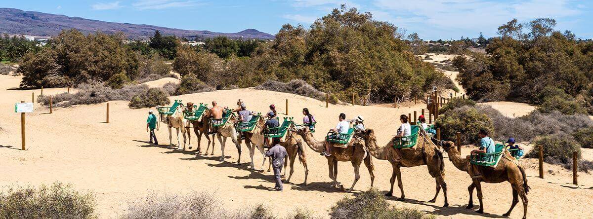 Paseo en camello por las Dunas de Maspalomas