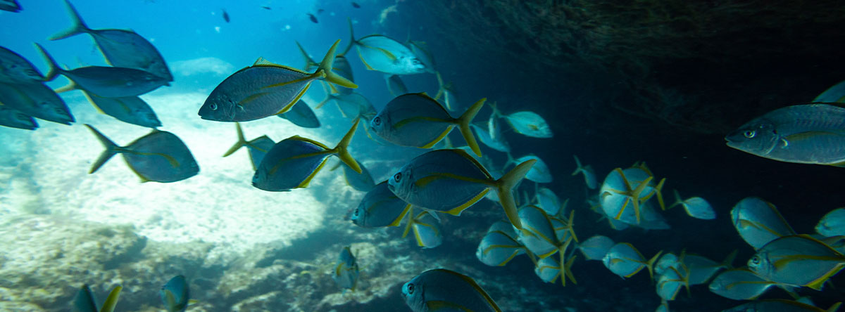 buceo-fuerteventura