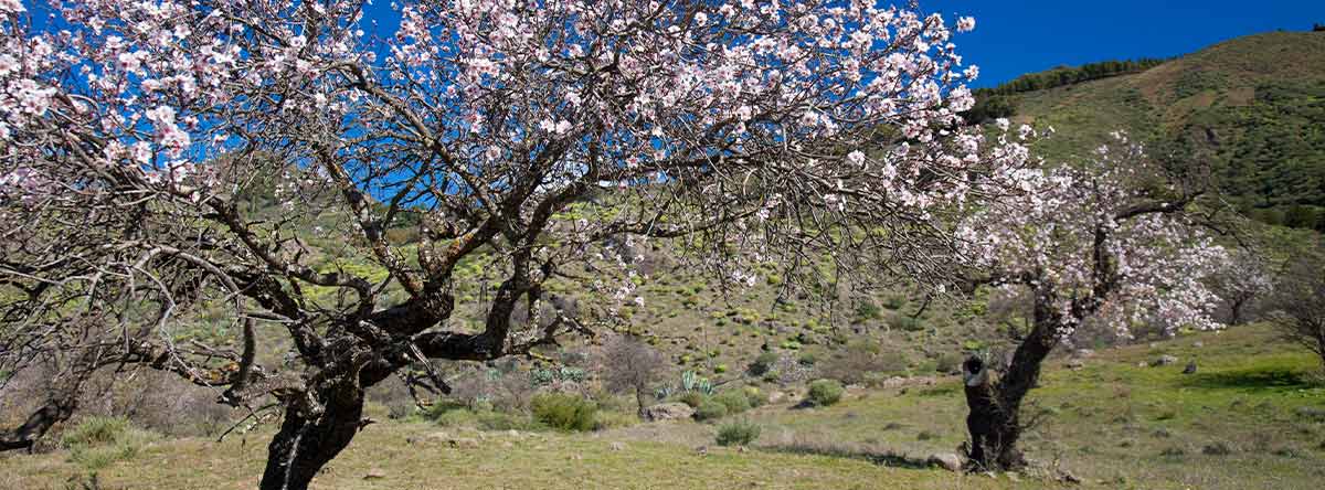 ruta-almendro-en-flor-gran-canaria