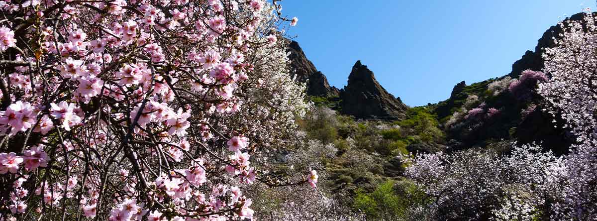 ▷ La Ruta Almendro en Flor Gran Canaria | Lopesan