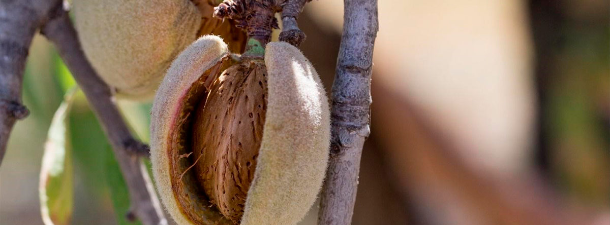 ruta-almendro-en-flor-gran-canaria