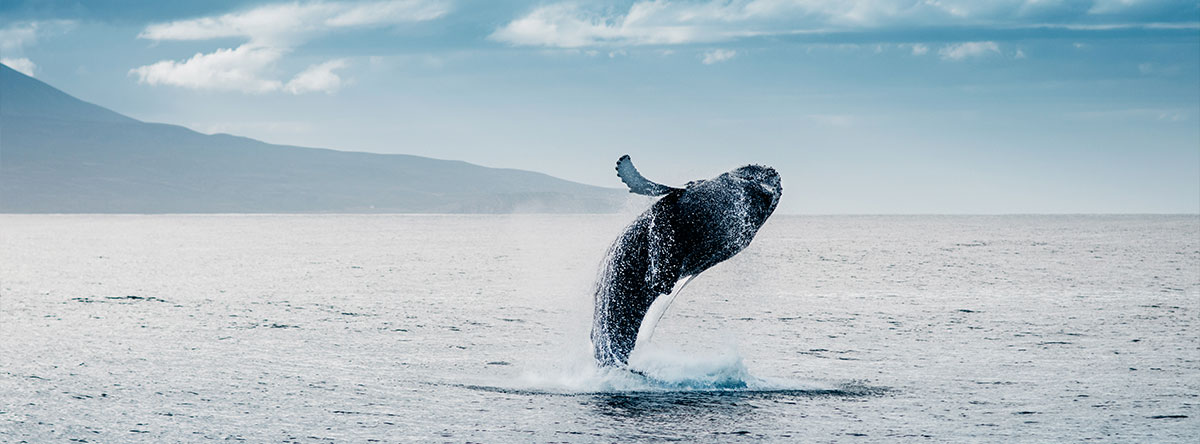 ballenas-punta-cana