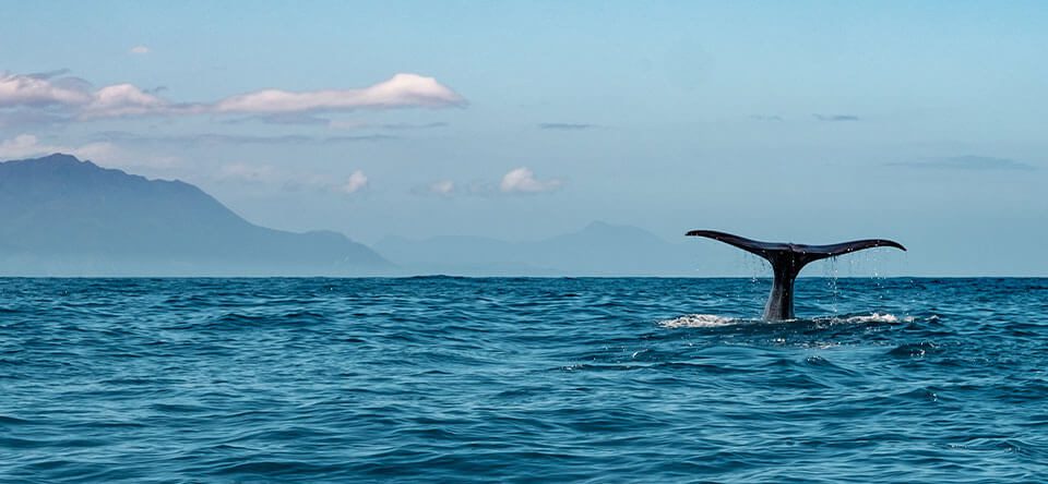 ballenas-punta-cana-(3)