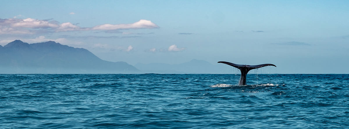 ballenas-punta-cana-(3)
