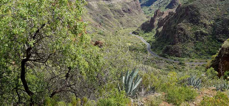 barranco-de-guayadeque