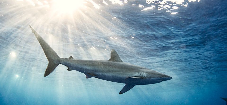tiburones-canarias