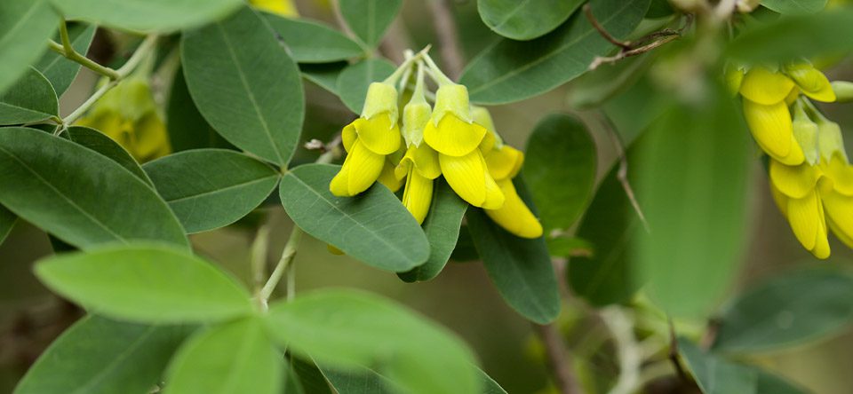 plantas-de-canarias