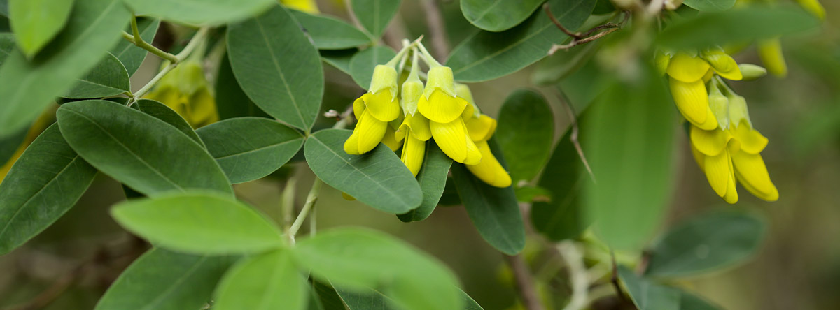 plantas-de-canarias