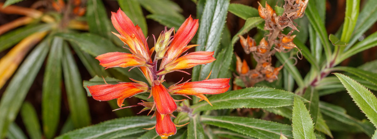 Conoce las 8 plantas endémicas de Gran Canaria | Blog Lopesan