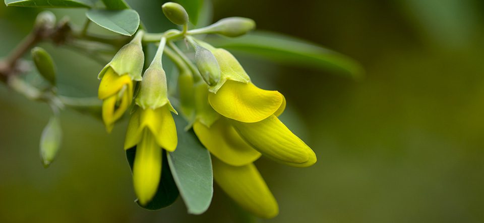 plantas-bonitas-canarias