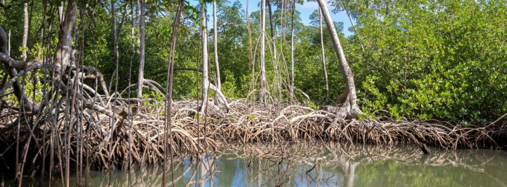 What to see in Samana