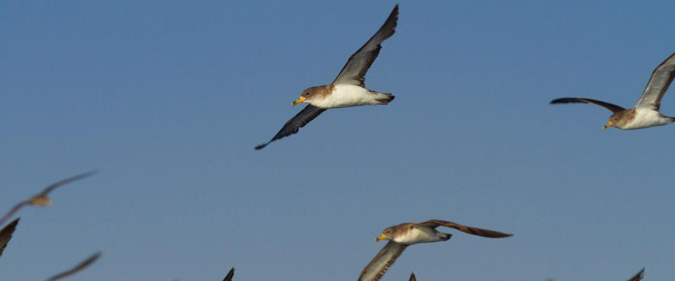 vögel gran canaria