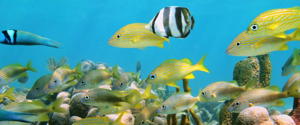 Marine Fauna of the Dominican Republic