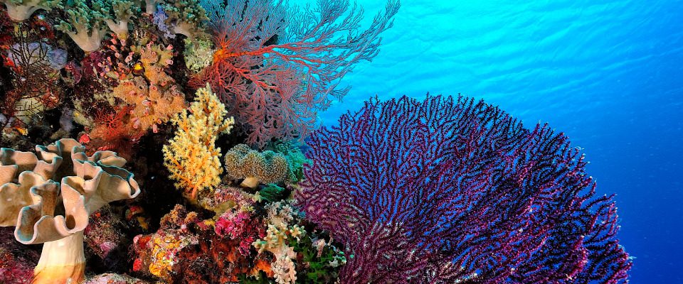 Marine fauna of Thailand
