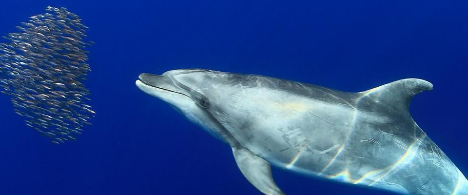 marine fauna fuerteventura