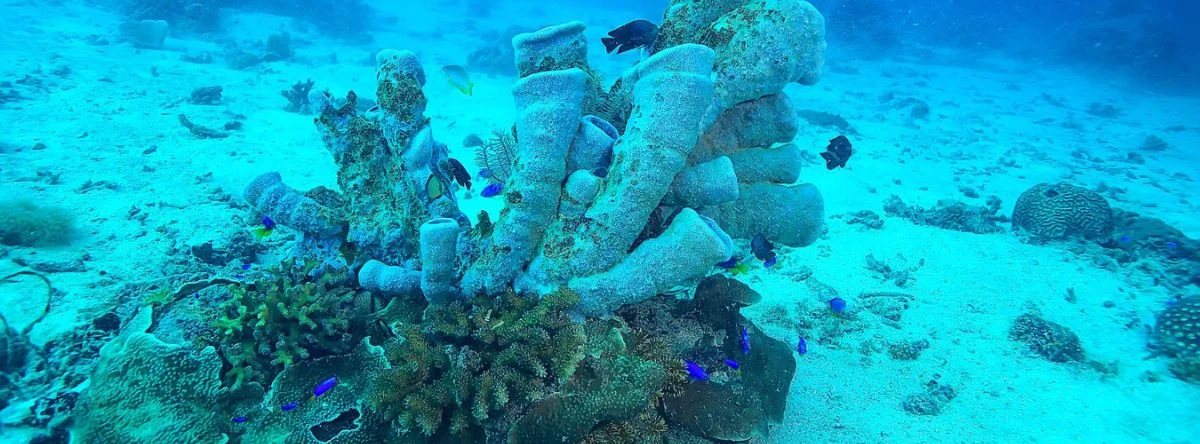 Diving spots in Punta Cana