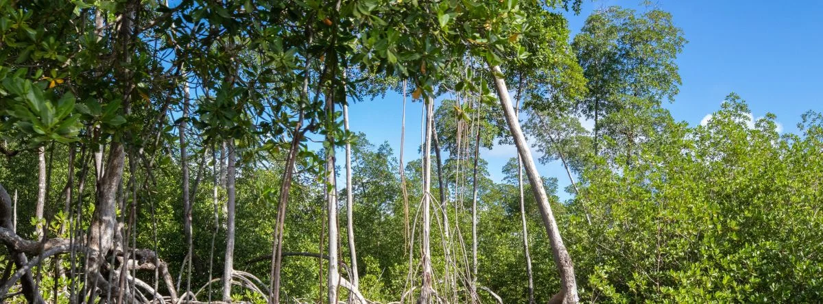 Los Haitises National Park Excursion
