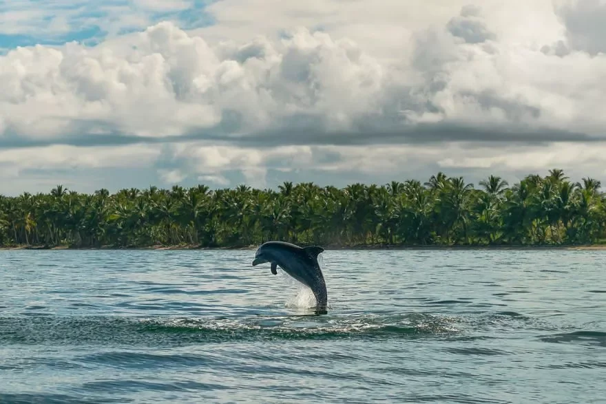 Punta Cana dolphin