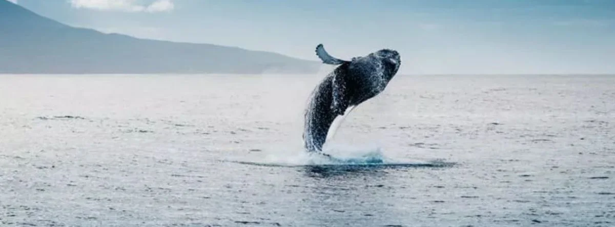 Whale watching in Punta Cana