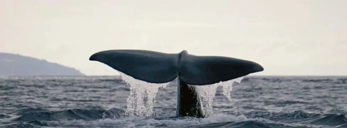 Whales in Punta Cana
