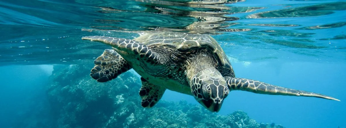 Where to dive in Punta Cana