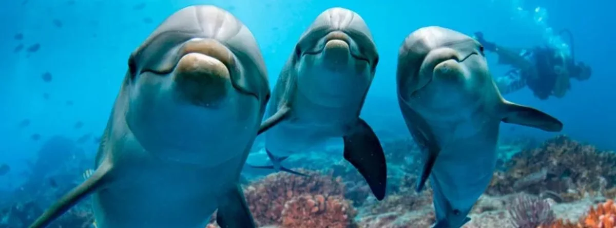 animales marinos Isla Saona delfines