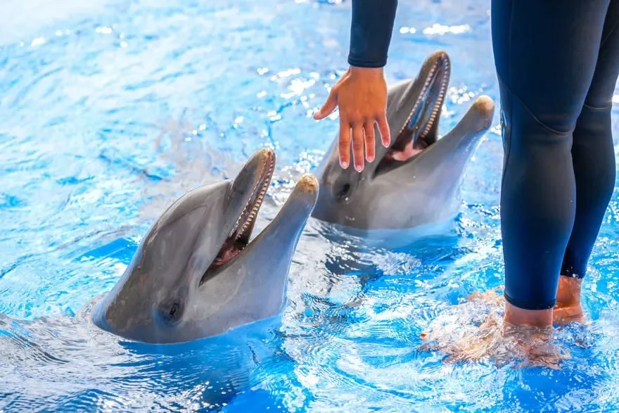 dolphin swim in Punta Cana