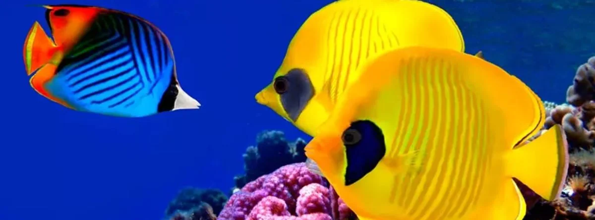 fish of saona island
