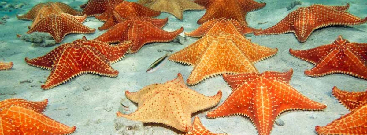 que peces ver en isla saona