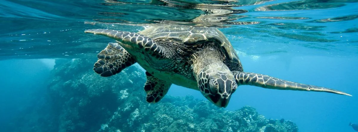 santuario de tortugas marinas punta cana