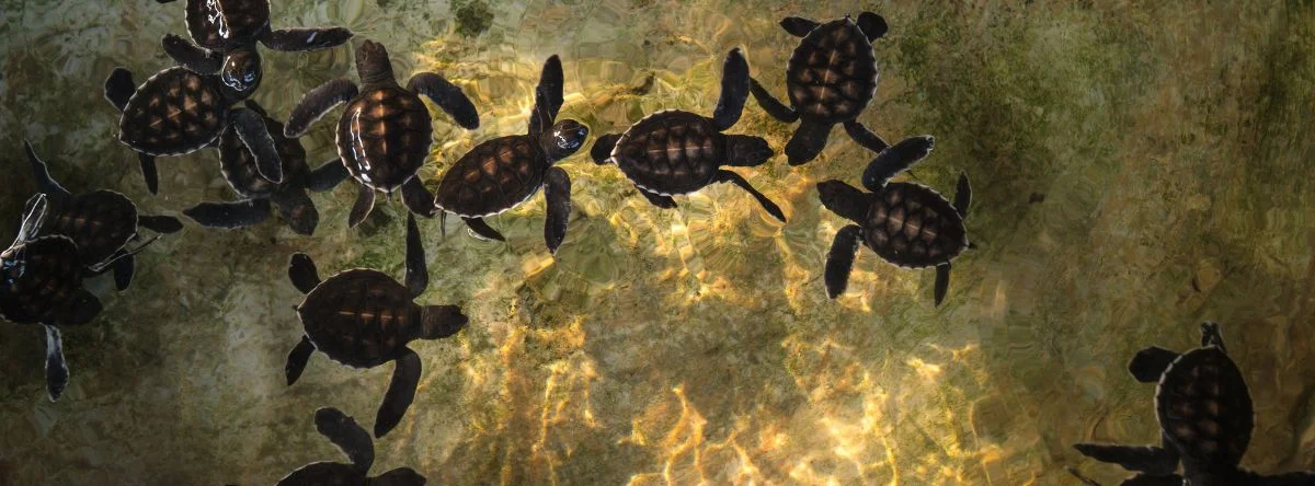 Saona Island sea turtles
