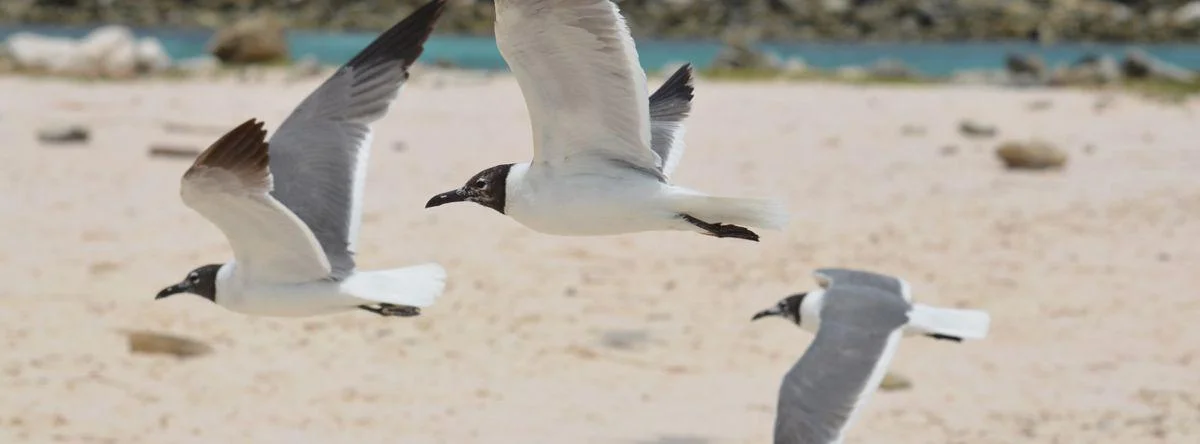 visitar bahía de las águilas