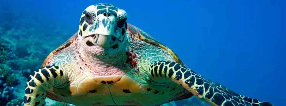 welche meerestiere man auf der insel saona sehen kann