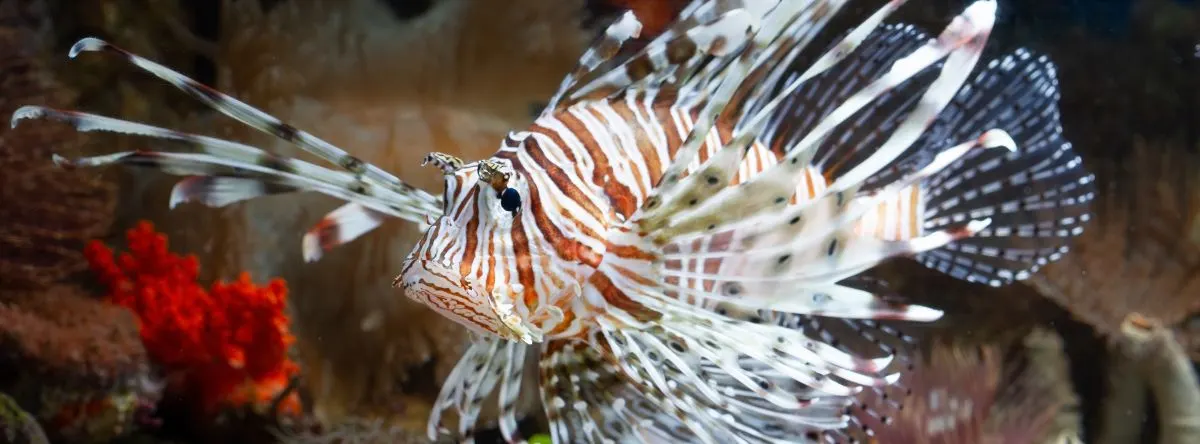 Fauna marina Republica Dominicana pez león