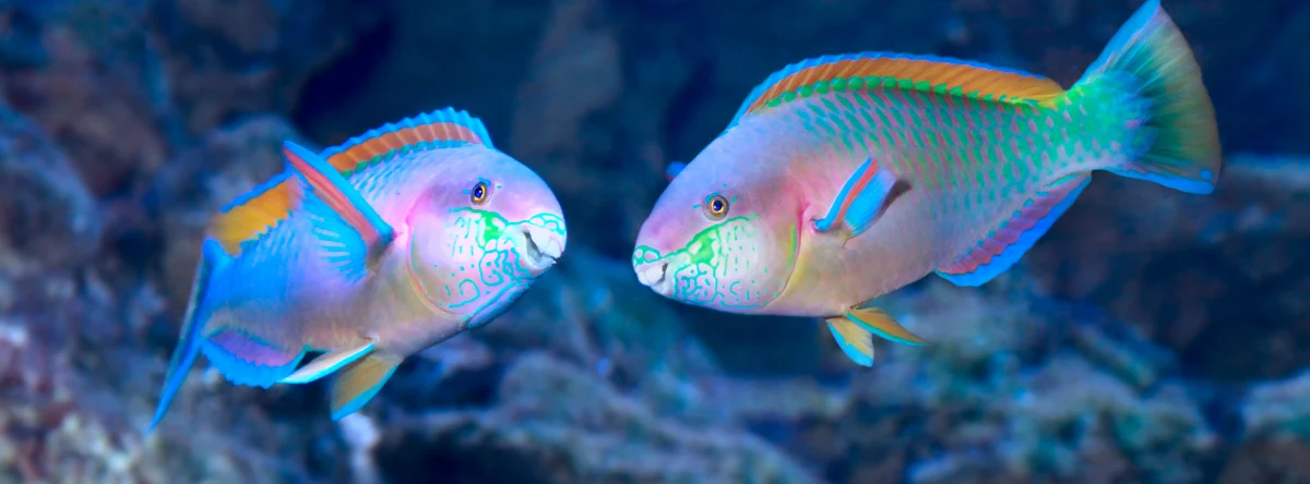 Fauna marina Republica Dominicana pez loro
