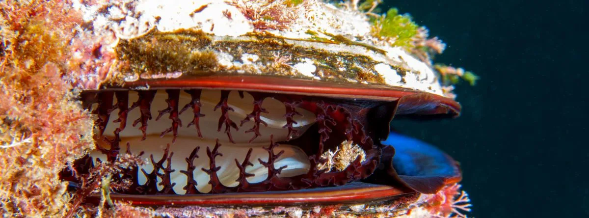 Gran diversidad de fauna marina en Fuerteventura