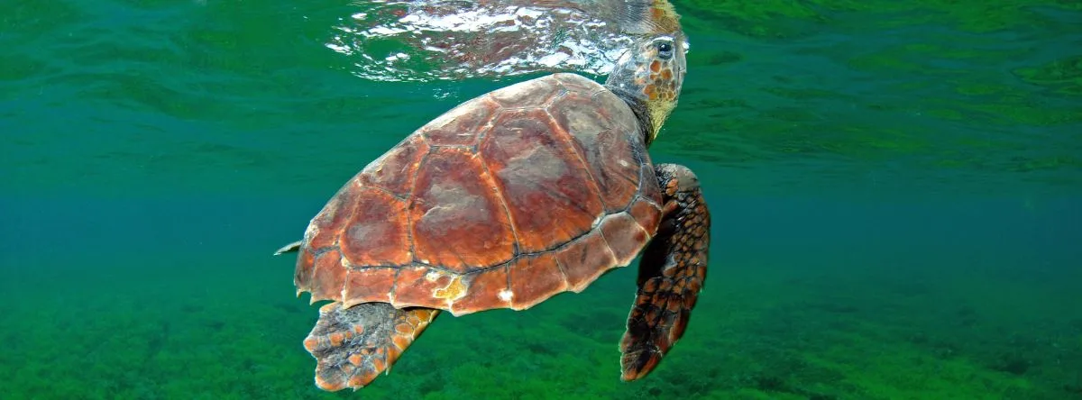 Meeresfauna Fuerteventura Pejeverde