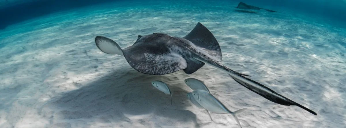 Meeresfauna der Dominikanischen Republik Mantarochen