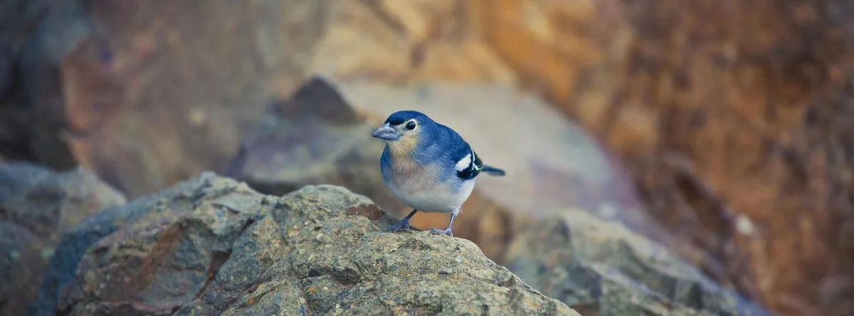 aves de gran canaria