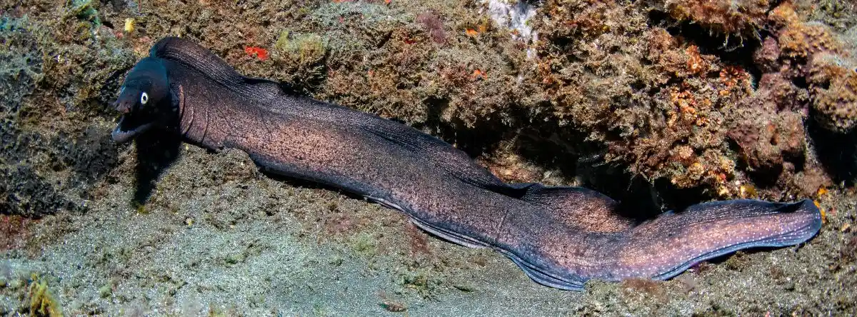 marine fauna Fuerteventura black moray eel