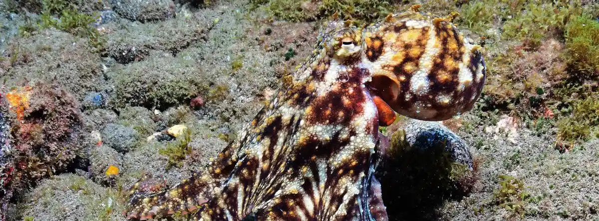 marine fauna Fuerteventura sargo
