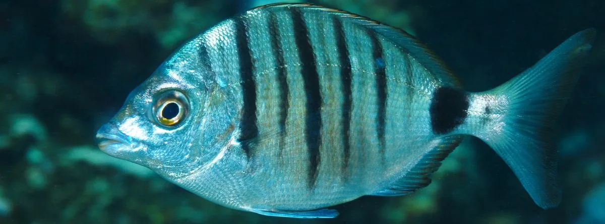 marine fauna of Fuerteventura majorero mussel