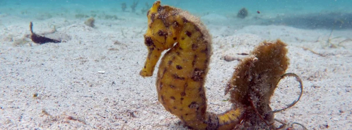 marine fauna of the Dominican Republic seahorses