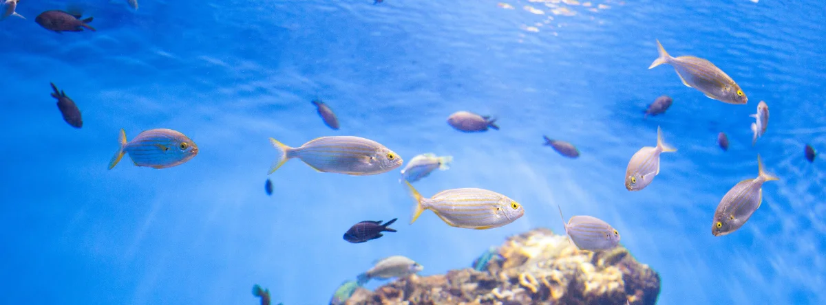 pesca punta cana