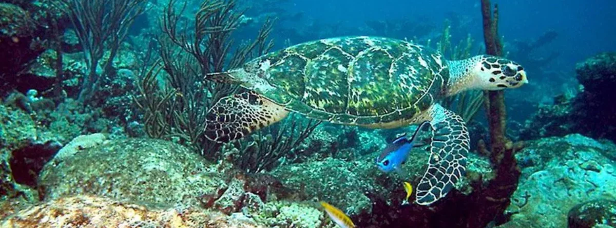 travel to Pedernales Dominican Republic