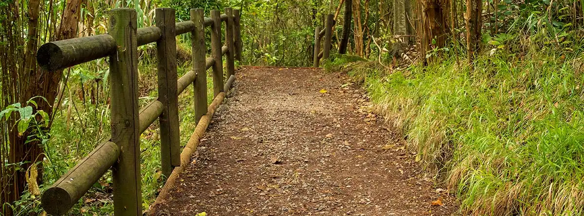 where to see laurel forest in Gran Canaria