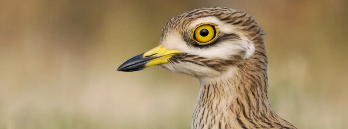 Aves de Fuerteventura Alcaraván (Burhinus oedicnemus distinctus)